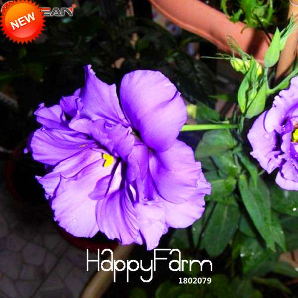 Purple Eustoma Seeds - Grow Beautiful Lisianthus Flowers for Home Garden | Perennial DIY Planting