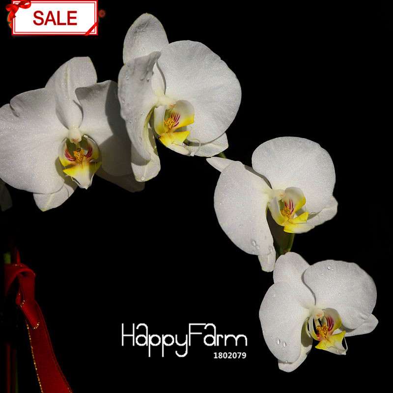 White Phalaenopsis Orchid Seeds - Perennial Potted Flowering Plants for Home & Garden