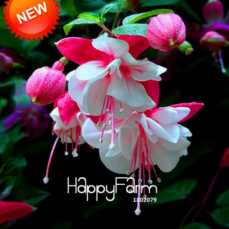 White Fuchsia Flower Seeds - Vibrant Hanging Potted Plants for Home & Garden | Fast-Growing
