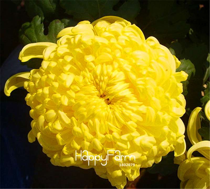 Orange Chrysanthemum Fireworks Flower Seeds - Bonsai Balcony Garden, Fast Shipping USA