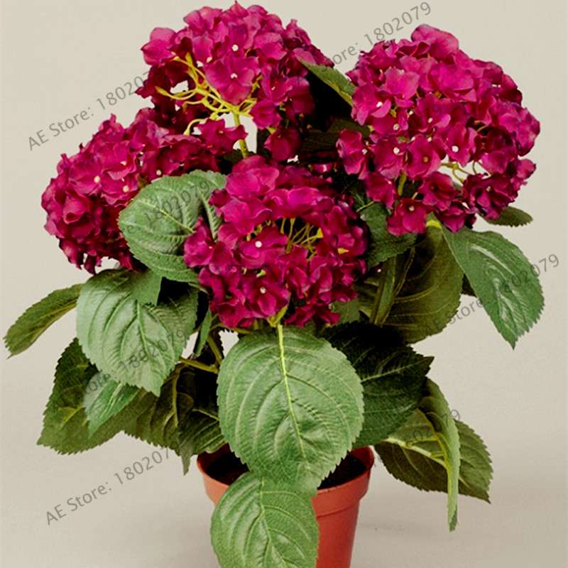 Hydrangea Bonsai Seeds - Perennial Wedding Flowers for Home & Garden - Easy to Grow
