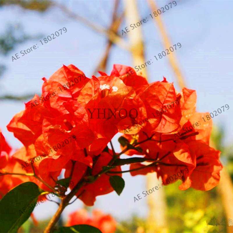Bougainvillea Bonsai Seeds - Vibrant Flowering Plant for Home & Garden | Fast-Growing, Easy Care