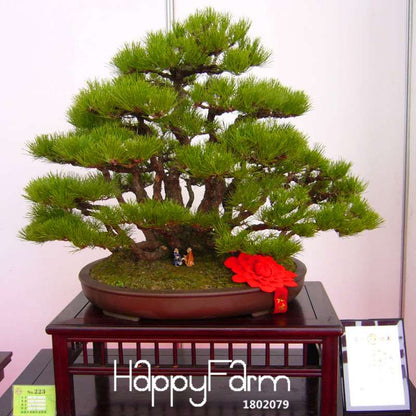 Black Pine Bonsai Seeds (Thunbergii) - Japanese Pine Tree for Planting - Indoor/Outdoor Potted Plants