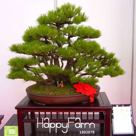 Black Pine Bonsai Seeds (Thunbergii) - Japanese Pine Tree for Planting - Indoor/Outdoor Potted Plants