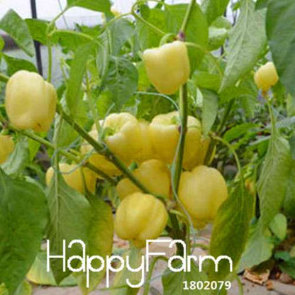 Organic Milk Pepper Seeds - Sweet, Non-GMO Vegetable Seeds for Garden & Pots - USA Shipping