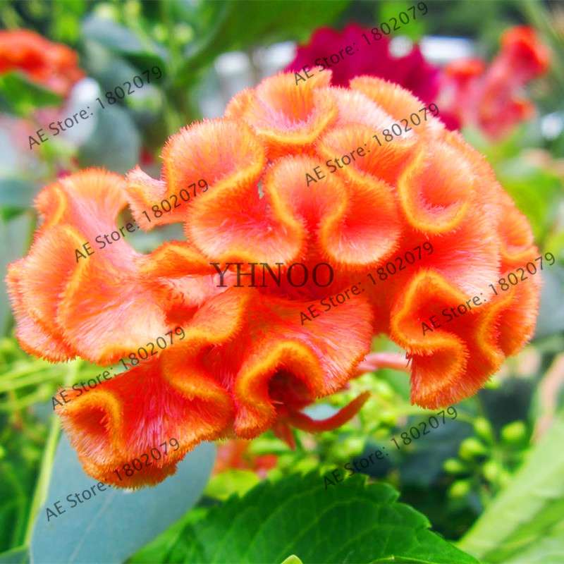 2025 Celosia Flower Seeds Mix Color - Cockscomb Seeds for Home Garden, Easy to Grow & DIY Planting
