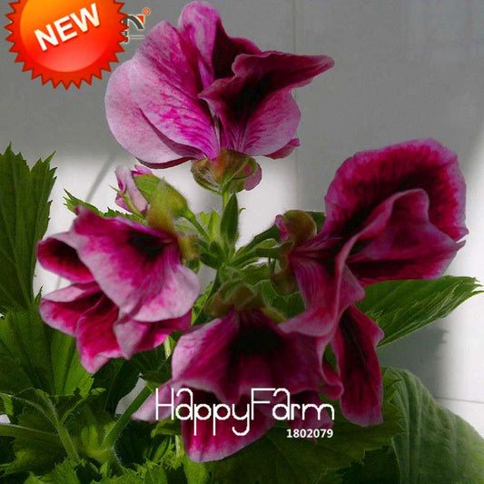 Maple Leaf Geranium Seeds - Perennial Pelargonium Flowers for Indoor Planting, Home Decor