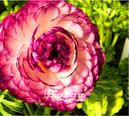 Ranunculus Asiaticus Bonsai Flower Seeds - DIY Home Garden Planting Kit