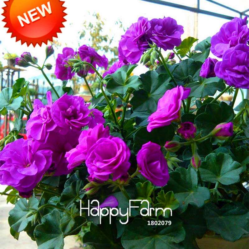 Purple Geranium Seeds Pack - Perennial Pelargonium Peltatum Flowers for Indoor & Outdoor Planting