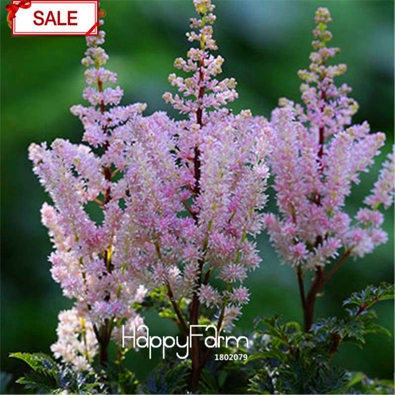 Multi-Color Astilbe Seeds - Vibrant Perennial Flowers for Pots & Gardens | Fast US Shipping