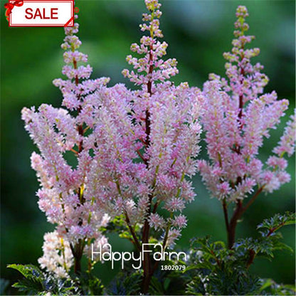 Multi-Color Astilbe Seeds - Vibrant Perennial Flowers for Pots & Gardens | Fast US Shipping