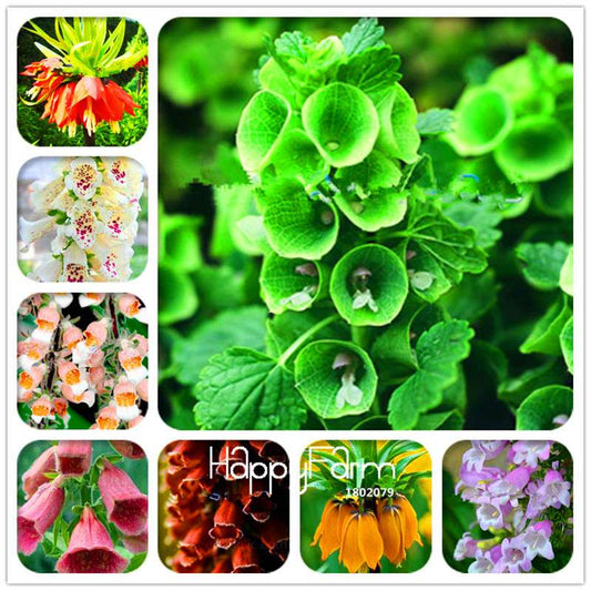 Fritillaria Foxglove Seeds - Potted Bonsai Garden Kit for DIY Home Planting | Premium Quality
