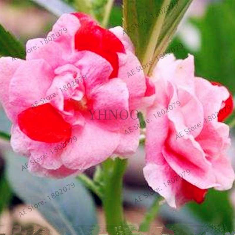 Bonsai Impatiens Seeds - Touch-Me-Not Flower Seeds for Home & Garden Planting - Easy Grow Bonsai Plants