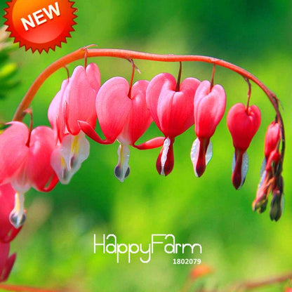 Heart-Shaped Fuchsia Flower Seeds - Vibrant Peach Blooms for Pots & Hanging Baskets