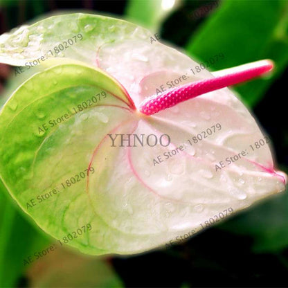Anthurium Seeds - Colorful Bonsai Flower Seeds for Home Garden, Balcony DIY Planting (Andraeanum)