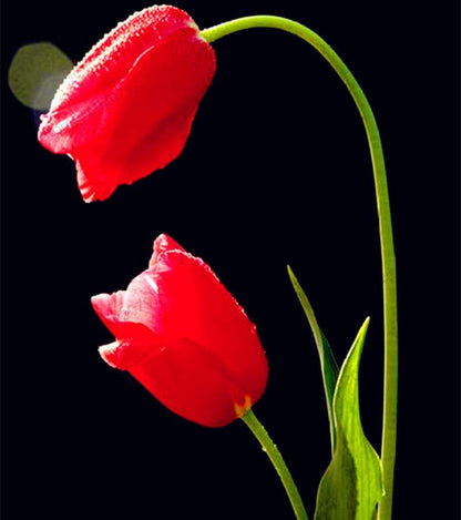 Rare Tulip Seeds - Beautiful Perennial Bonsai Flowers for Home & Garden Planting