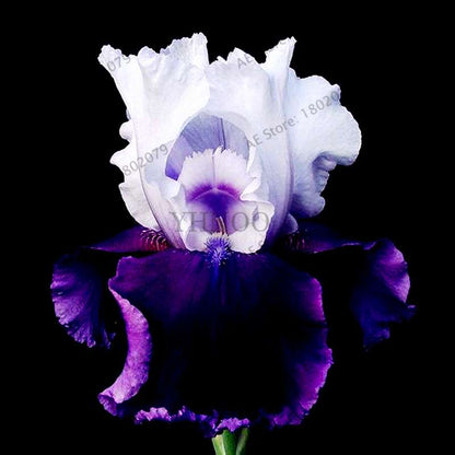 Mixed Color Bearded Iris Seeds - Rare Orchid-Like Flowers for Garden Planting, DIY Home Gardening