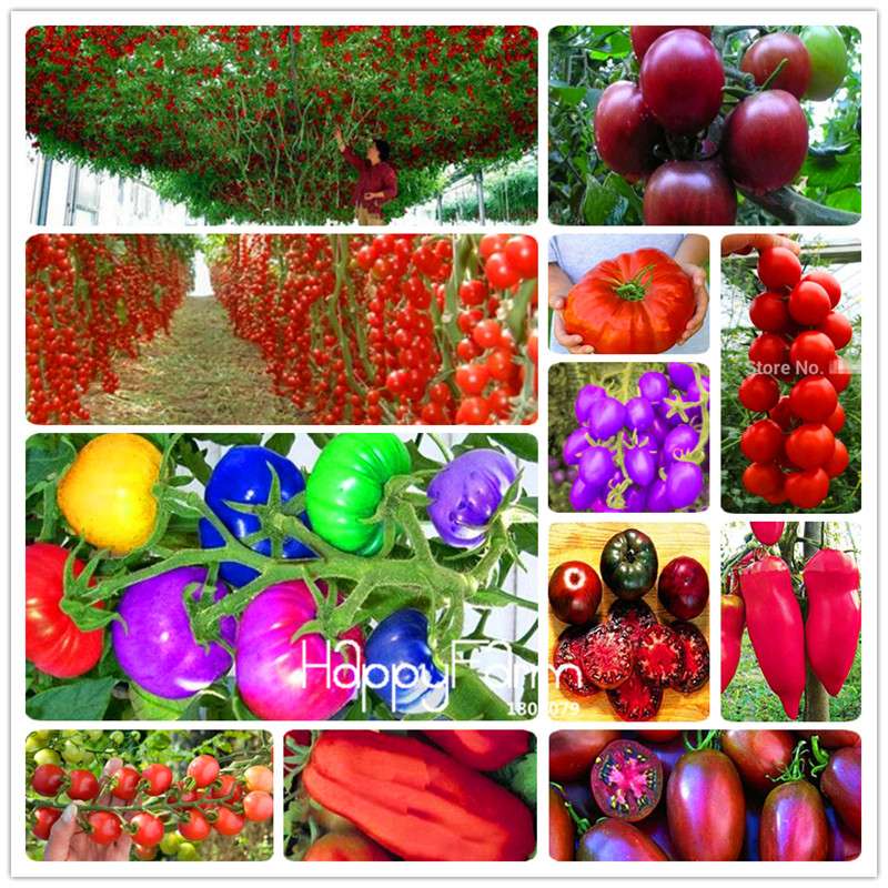 Rainbow Tomato Seeds - Organic Bonsai Veggie & Fruit Seeds for Home Garden, Non-GMO, Easy Grow