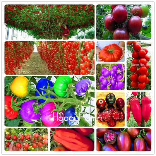 Rainbow Tomato Seeds - Organic Bonsai Veggie & Fruit Seeds for Home Garden, Non-GMO, Easy Grow