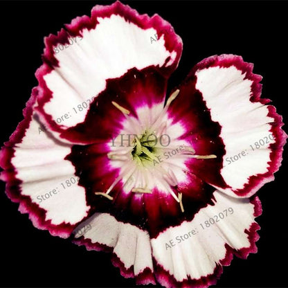 Dianthus Seeds - 24 Vibrant Colors, Easy to Grow, High Germination for DIY Garden Flowers | Fast Shipping