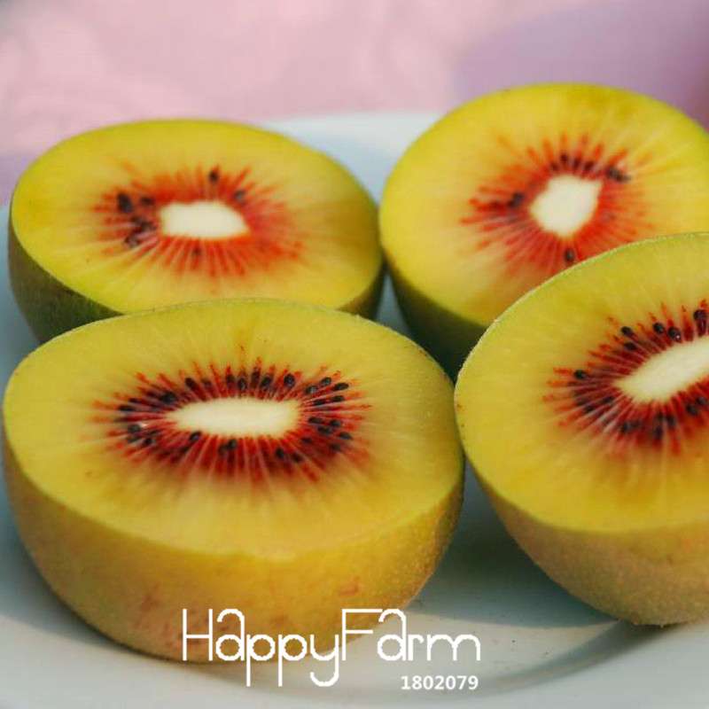 Red Kiwi Seeds - Organic, Non-GMO, Fresh Garden Bonsai Fruit Seeds for Home Planting