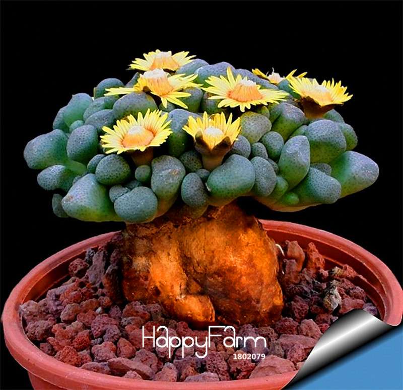 Rare Aurora Ball Cactus Seeds - Succulent Bonsai Plant for Home & Garden