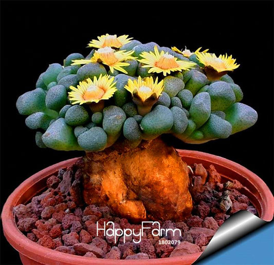 Rare Aurora Ball Cactus Seeds - Succulent Bonsai Plant for Home & Garden