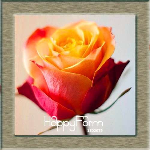 Rare White Red Edge Rose Seeds - for Balcony, Indoor & Garden Planting | Fresh Potted Flower Seeds