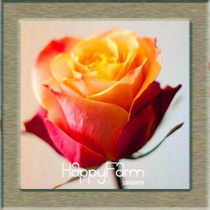 Rare White Red Edge Rose Seeds - for Balcony, Indoor & Garden Planting | Fresh Potted Flower Seeds