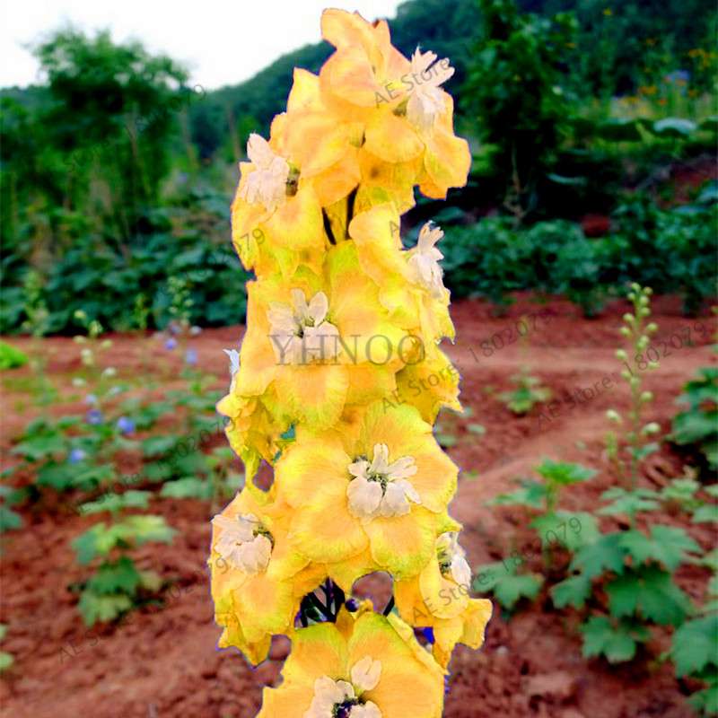 Mixed Color Larkspur Seeds - Rocket Larkspur (Consolida Ajacis) for Home Garden Planting