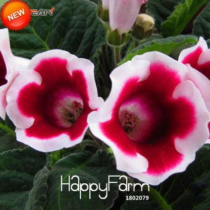 Gloxinia Seeds - Vibrant Perennial Sinningia Speciosa for Bonsai & Balcony Gardens - USA Grown