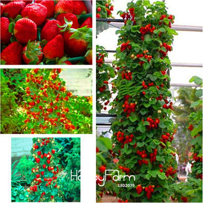 Red Giant Climbing Strawberry Seeds - Rare Bonsai Fruit Seeds for Home Garden DIY