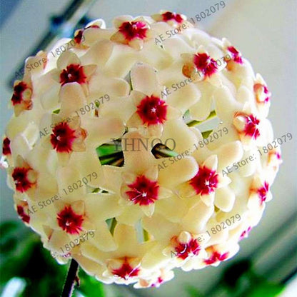 24 Color Hoya Carnosa Seeds - Rare Perennial Bonsai Plant for Home Garden