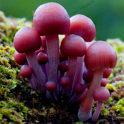 Edible Mushroom Seeds for Planting - Organic Healthy Succulent Vegetable Seeds for Happy Farm & Home Garden