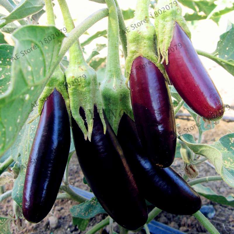 Organic Black Long Eggplant Seeds - Non-GMO, for Home Garden Planting | Heirloom Vegetable