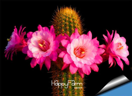 Rare Echinopsis Tubiflora Cactus Seeds - Exotic Succulent Plants for Home Garden