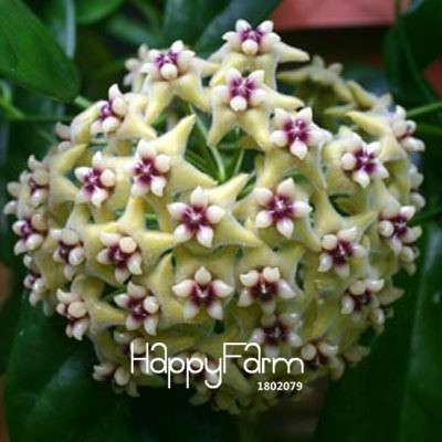 Dark Hoya Carnosa Seeds - Fresh Balcony Potted Flowers, Orchid Seed Mix for Home Gardening