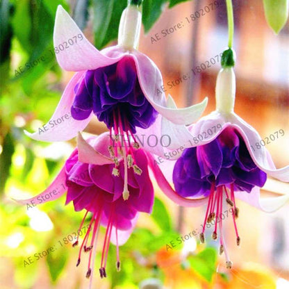 Mixed Color Lantern Flower Seeds - Fuchsia Hybrida Perennial Bonsai Plant for Home & Garden