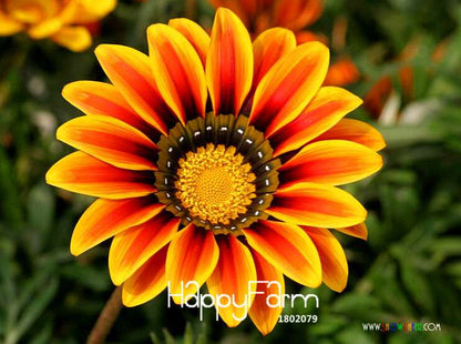 Vibrant Gazania Flower Seeds - Multicolor Mix for Stunning Blooms | Easy to Grow