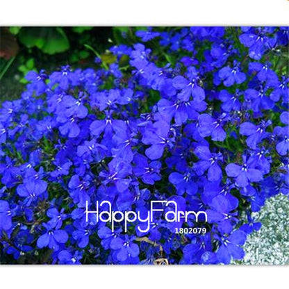 Lobelia Seeds - Bonsai Flower, Creeper & Ground Cover Plants for Garden Landscaping | Fast-Growing