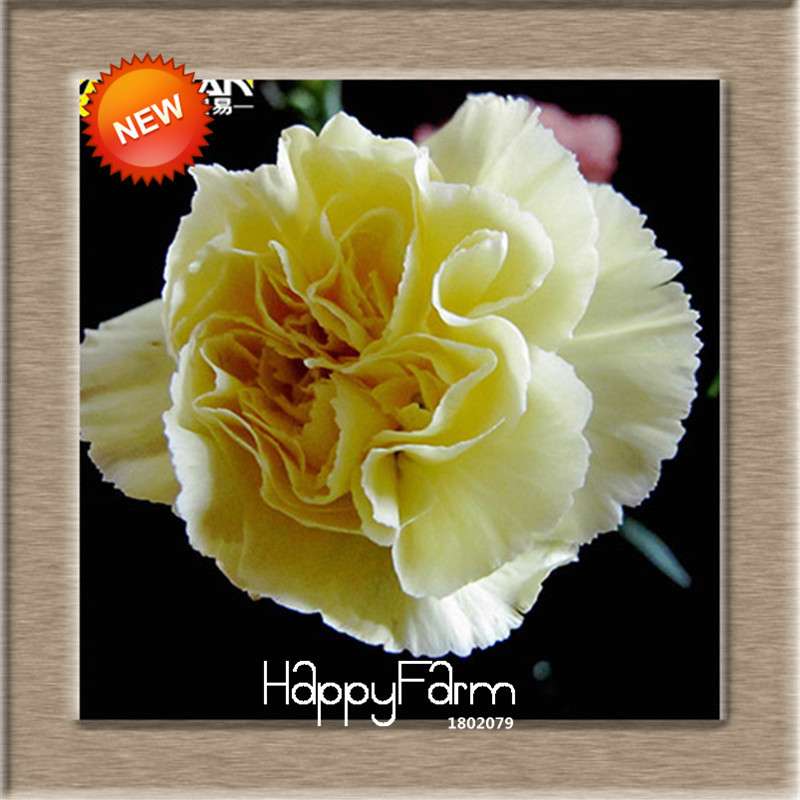 16 Colors Dianthus Caryophyllus Flower Seeds, Balcony Potted Garden Plants, Carnation Seeds for Home & Courtyard
