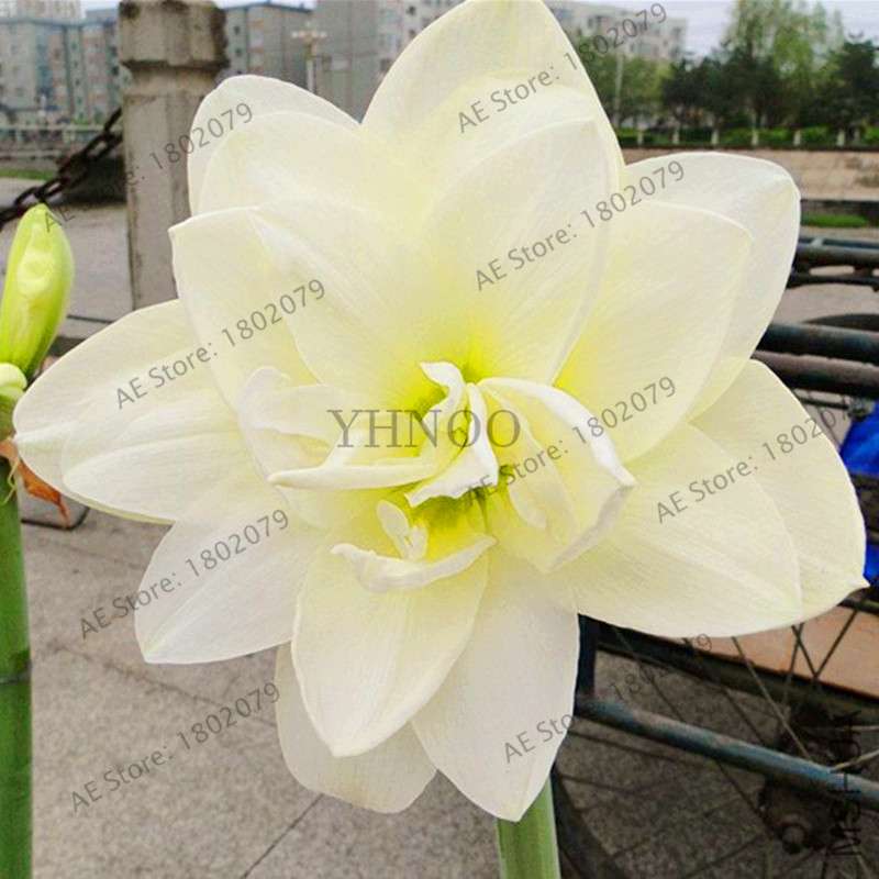 Vibrant Amaryllis Flower Seeds - High Germination, Easy to Grow, Hippeastrum Rutilum