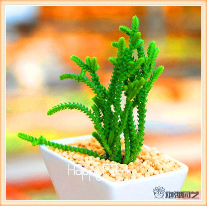 Lithops Seeds - 99 Varieties, Succulent & Bonsai Plants for Office - Fast Shipping & High Germination Rate