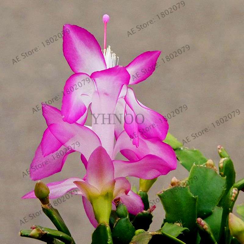 Mixed Color Christmas Cactus Seeds - Schlumbergera Bonsai Plant for Home & Garden Planting