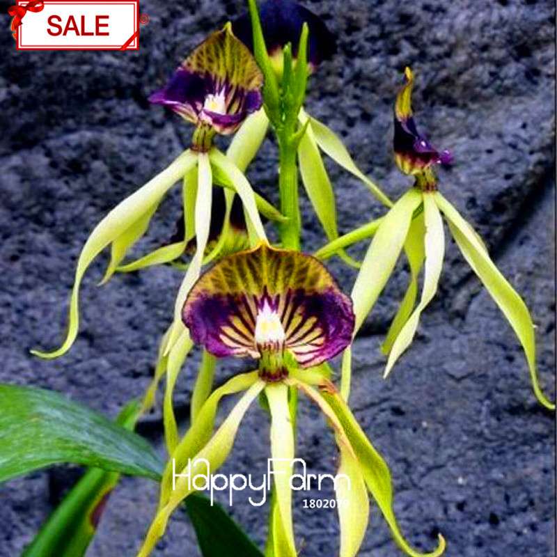 Purple Edge Octopus Orchid Seeds - Exotic Bonsai Flowering Plant, Easy to Grow