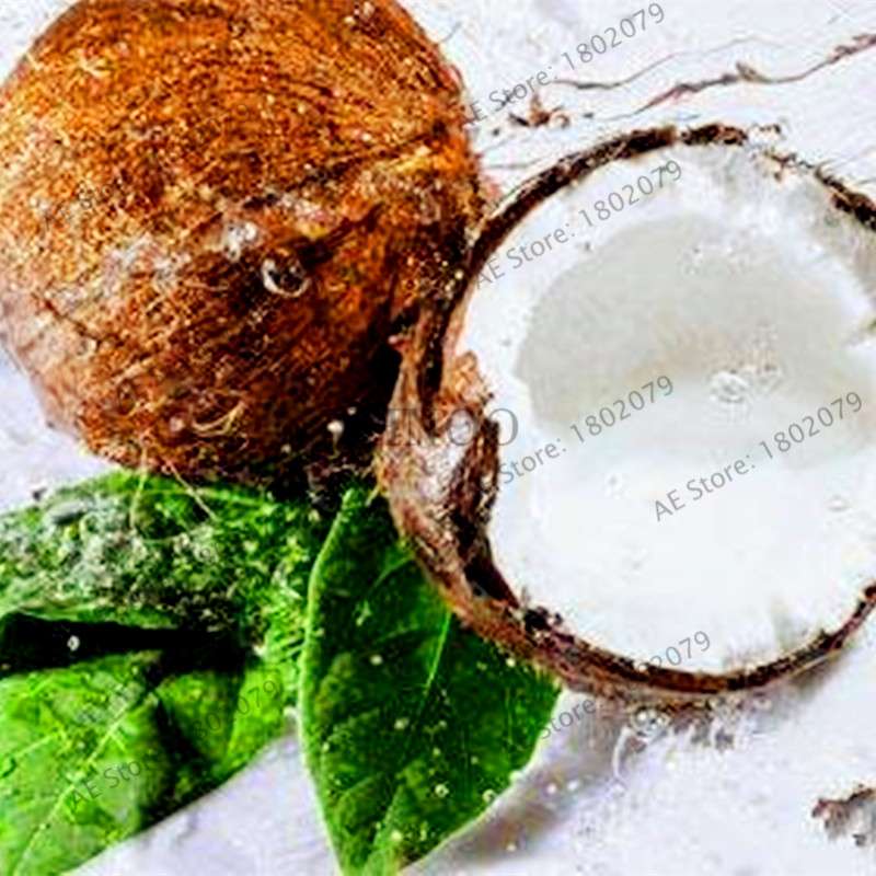 Coconut Tree Seeds - Tropical, Nutritious, Perennial Plants for Home & Garden DIY