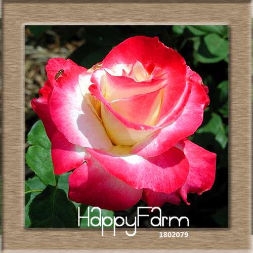Pink & White Rose Seeds - 24 Rare Colors, for Balcony Planting, Potted Flower Garden