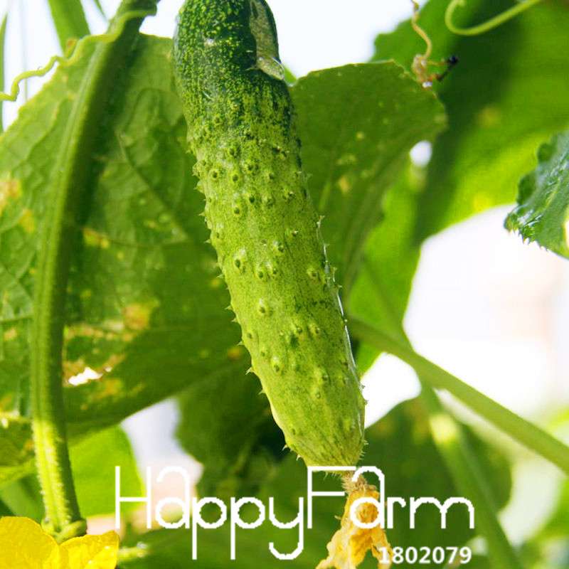 Japanese Cucumber Seeds for Planting - Fresh Garden, Balcony & Bonsai Vegetable Seeds (Cucumis Sativus)