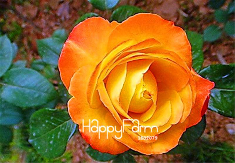 Rose Flower Seeds - Perennial, Easy to Grow, Blooms All Seasons - Planting Guide Included