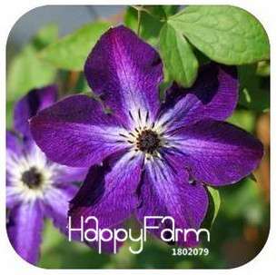 Buy Vine Clematis Seeds - Potted Garden Flowers for Home & Outdoor Planting | Fast Shipping